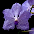 Vanda Sansai Blue x coerulea