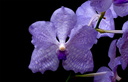 Vanda Sansai Blue x coerulea