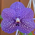 Vanda Wirat