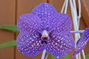 Vanda Wirat