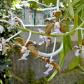 Vanda bensonii