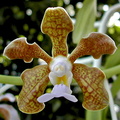 Vanda bensonii