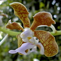 Vanda bensonii