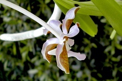 Vanda bensonii