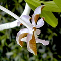 Vanda bensonii