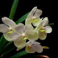 Ascocenda Princess Mikasa 'White'