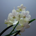 Ascocenda Princess Mikasa 'White'