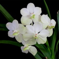 Vanda_blanc5.jpg