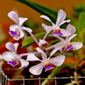 Vanda coerulescens