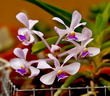 Vanda coerulescens