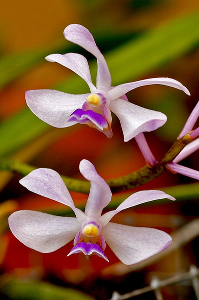 Vanda coerulescens