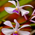 Vanda coerulescens