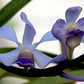 Vanda coerulescens