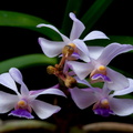 Vanda coerulescens