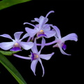 Vanda coerulescens