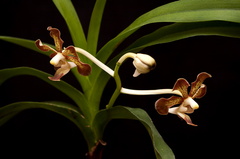 Vanda concolor