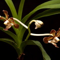 Vanda concolor