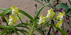 Vanda denisoniana