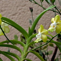 Vanda denisoniana