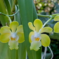 Vanda denisoniana