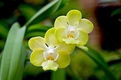 Vanda denisoniana