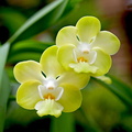 Vanda denisoniana