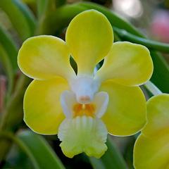 Vanda denisoniana