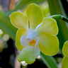 Vanda denisoniana