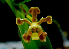 Vanda helvola