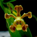 Vanda helvola