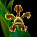 Vanda helvola