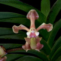 Vanda helvola