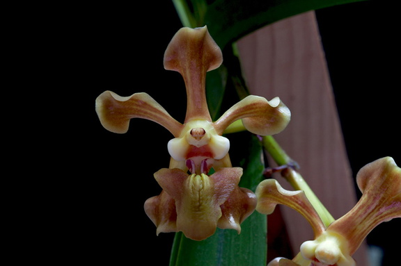 Vanda helvola