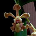 Vanda helvola