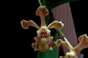 Vanda helvola