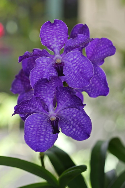 Vanda_hyb1.jpg