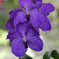 Vanda hybride