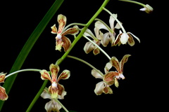 Vanda lamellata