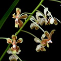 Vanda lamellata