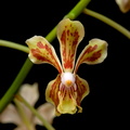 Vanda lamellata