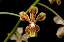 Vanda lamellata