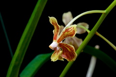 Vanda lamellata