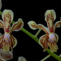 Vanda lamellata