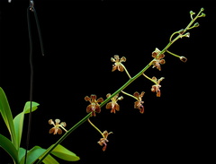 Vanda liouvillei