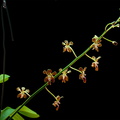 Vanda liouvillei