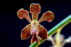 Vanda liouvillei