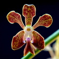 Vanda liouvillei