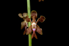 Vanda liouvillei