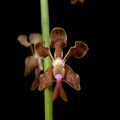 Vanda liouvillei