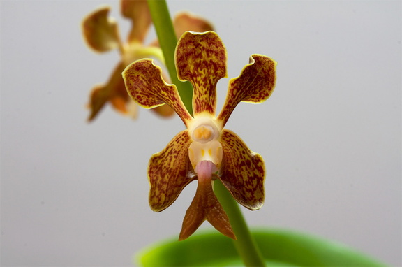 Vanda liouvillei